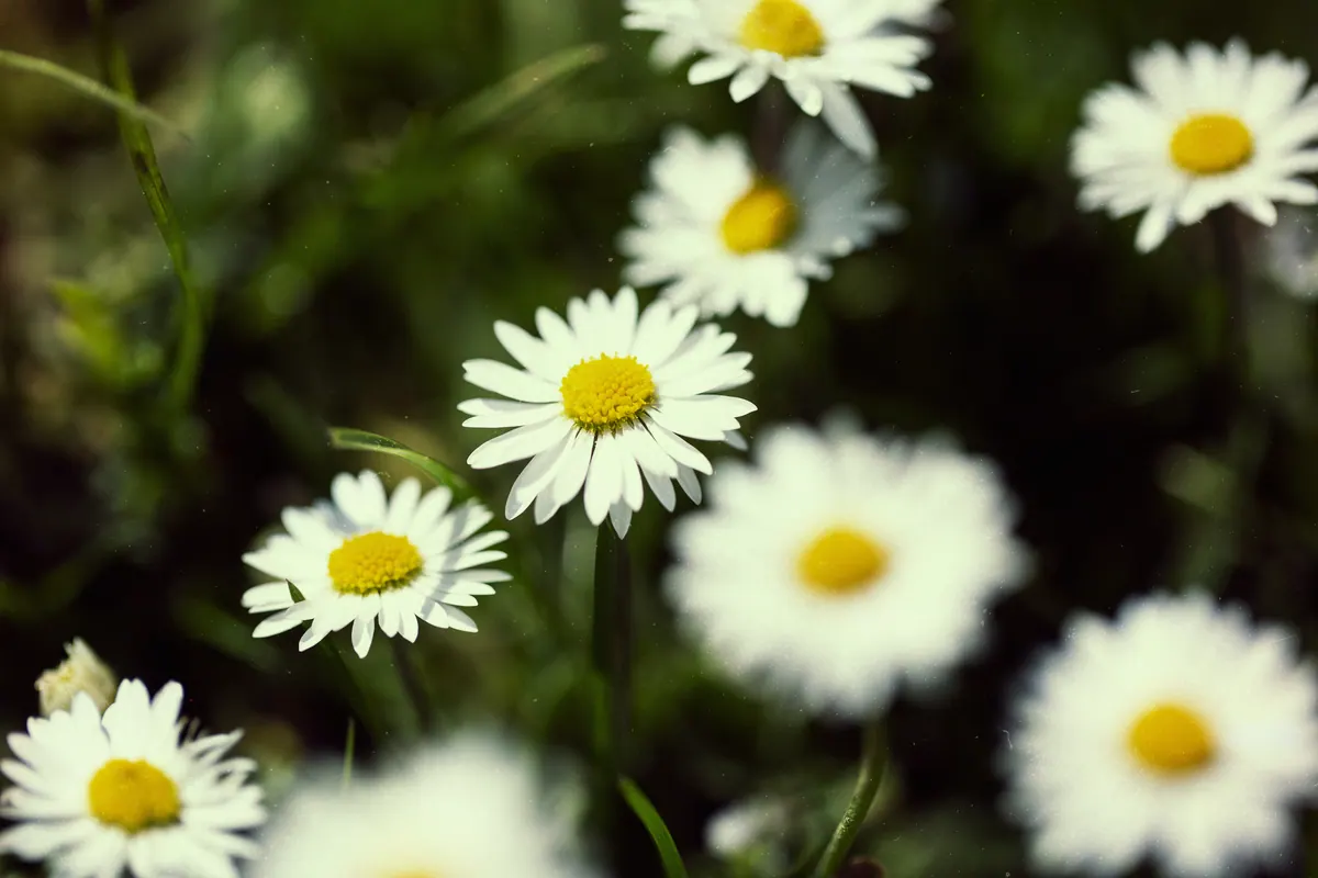 Fleurs de camomille et tasse de tisane