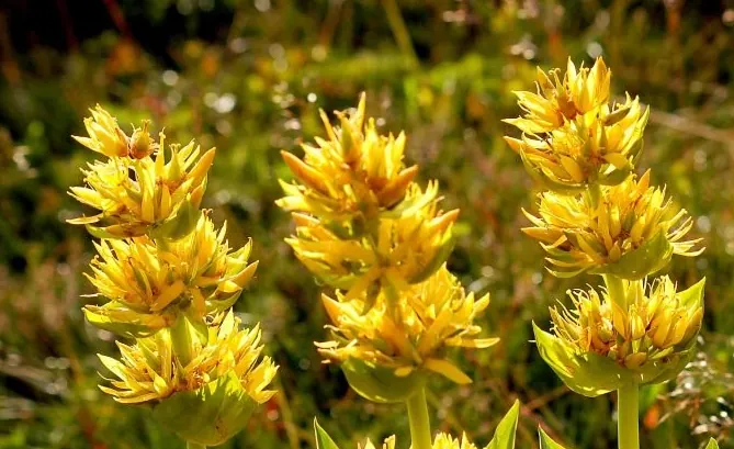 Fleurs de gentiane jaune en montagne