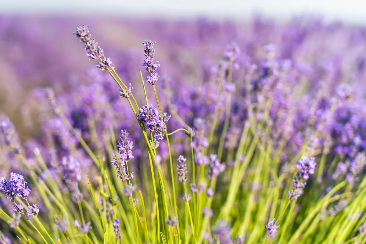 Champ de lavande en fleurs