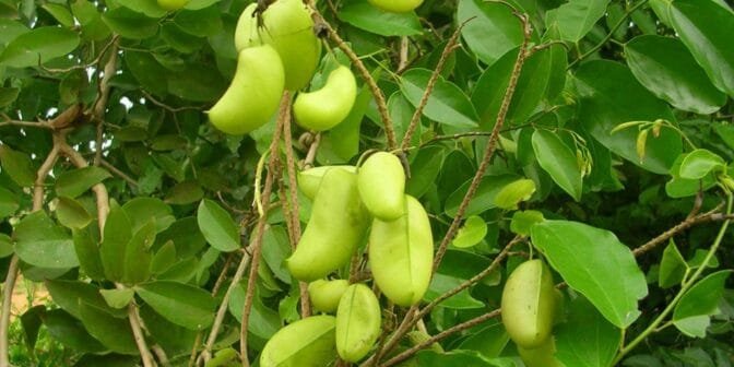 Griffonia Simplicifolia