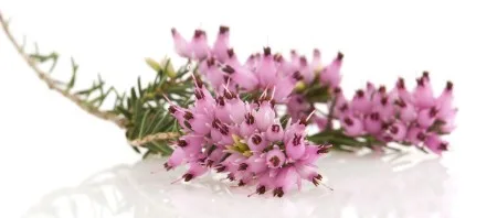 fleurs de bach