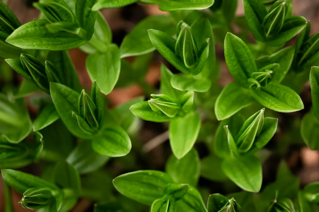 verveine
