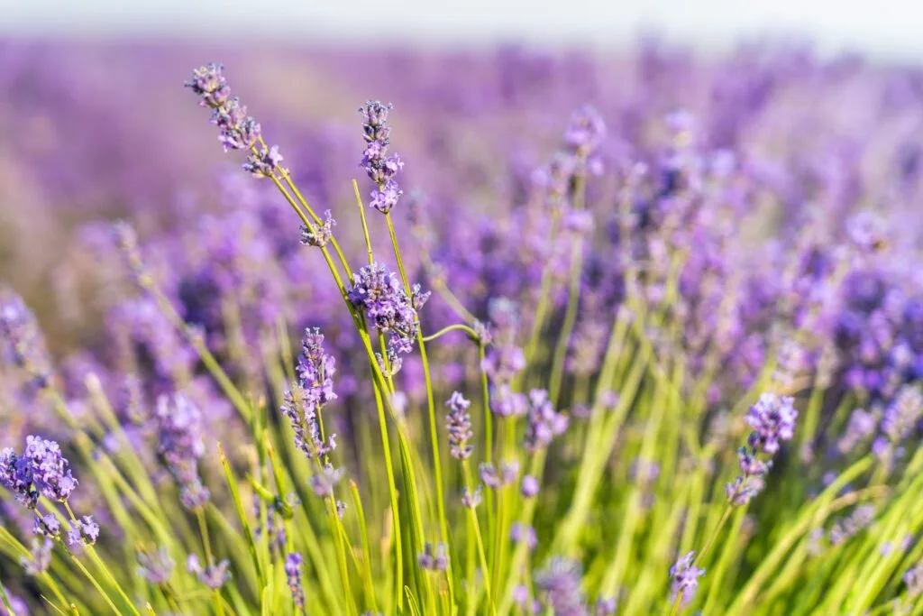 lavande et naturopathie