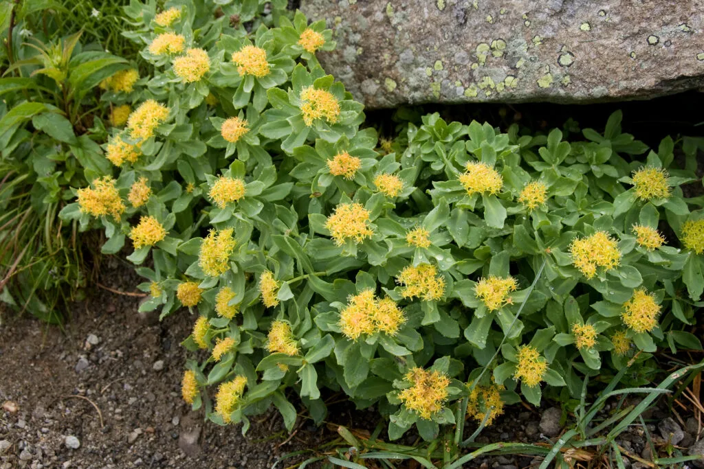 Rhodiola_rosea