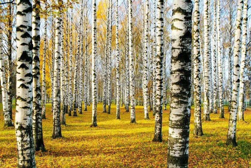 le bouleau gemmothérapie : détoxifiez et revitalisez votre corps