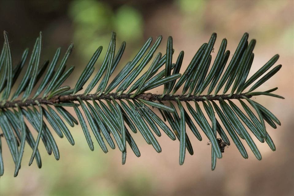 le sapin argenté gemmothérapie : bienfaits et conseils utiles