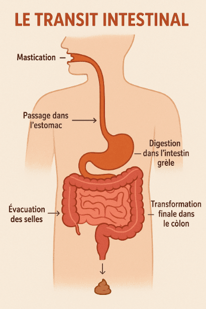 schéma transit intestinal Naturopathie.io